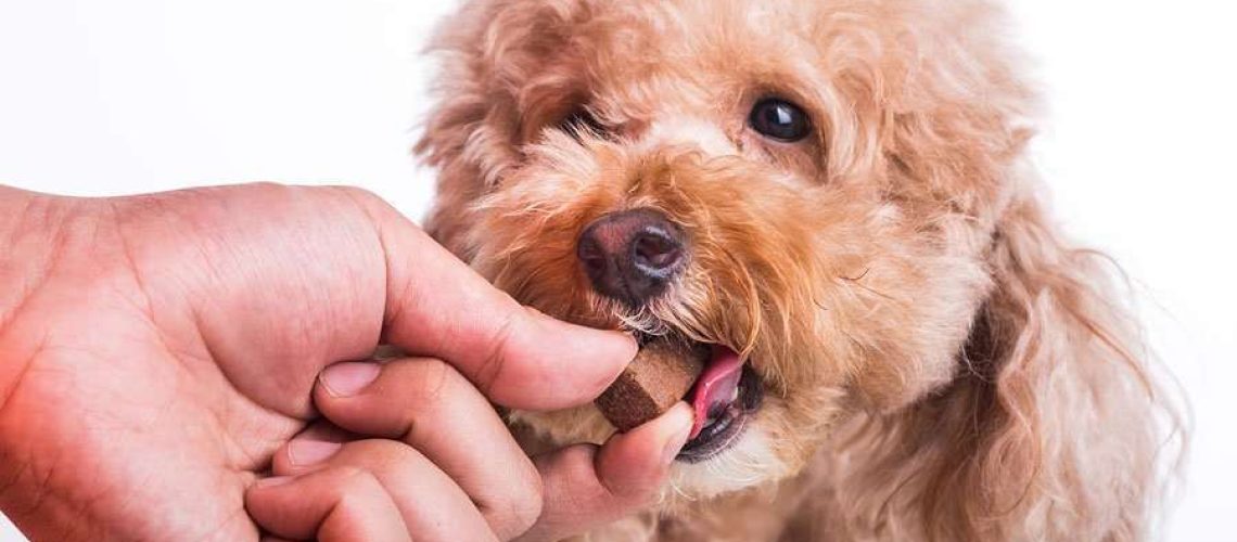 9 Ways Dogs Can Get Worms-WildCreaturey