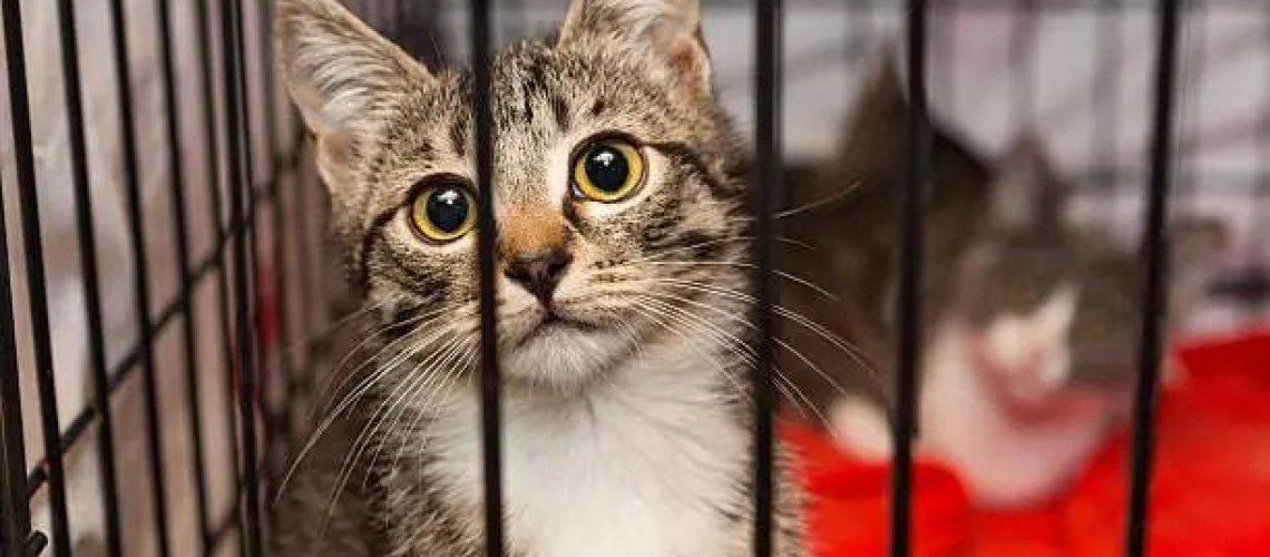 Little kittens in a cage of a shelter for homeless animals