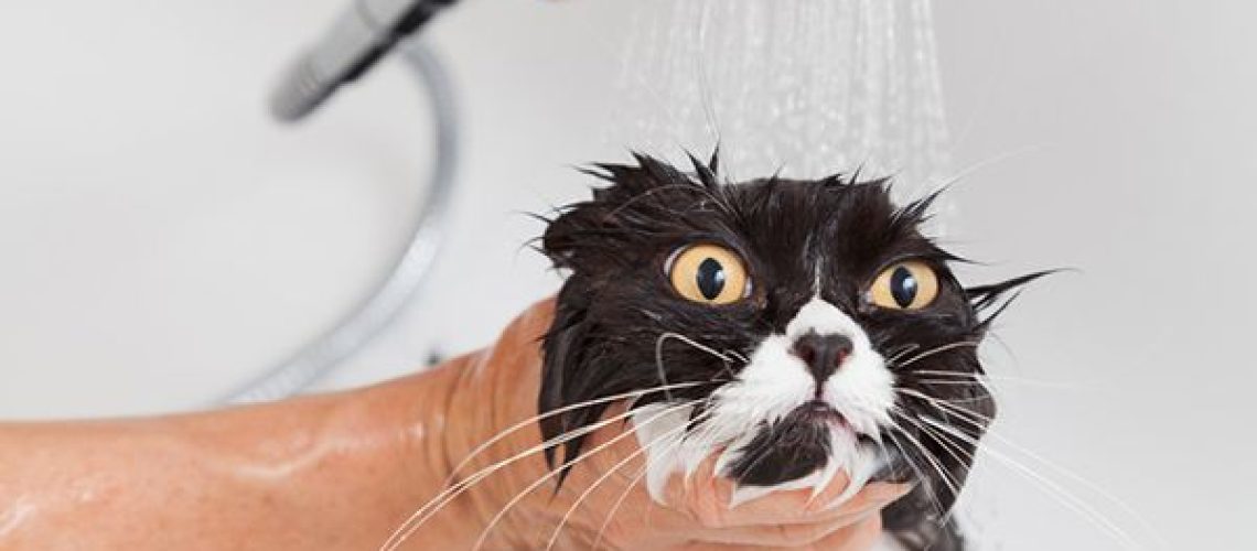 Bathroom Buddies: Why Cats Can not Resist