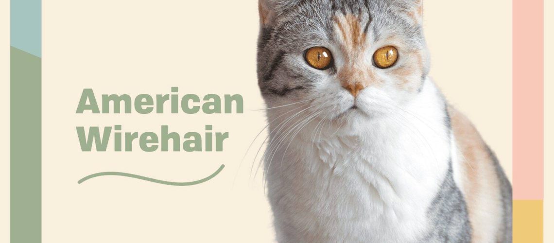 American Wirehair Cats: Whiskers  Curls  and Fun