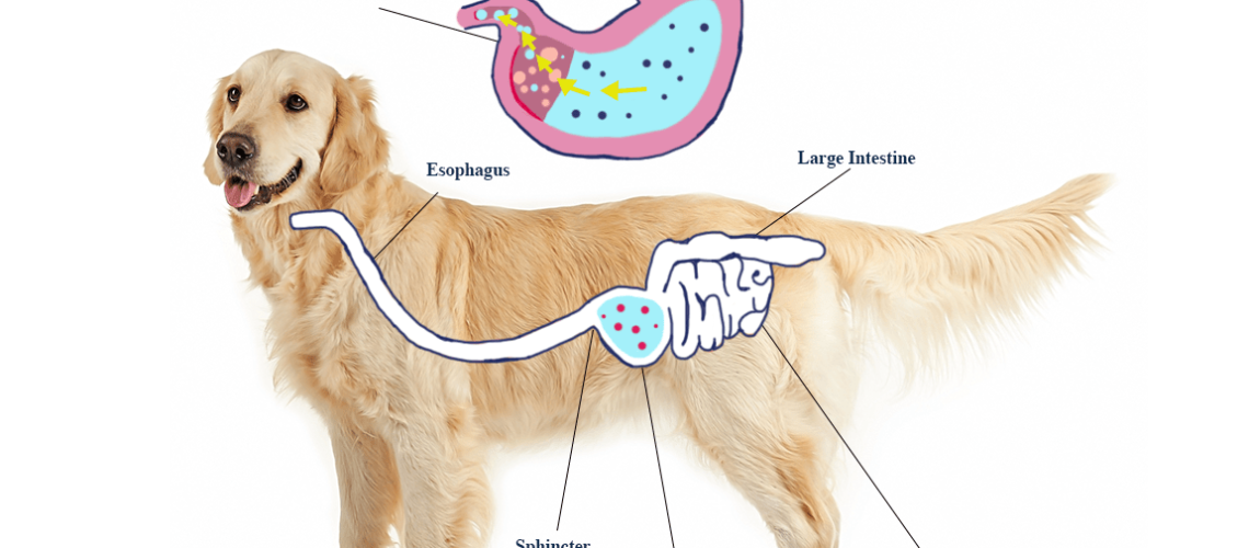 Acid Reflux in Dogs-WildCreaturey