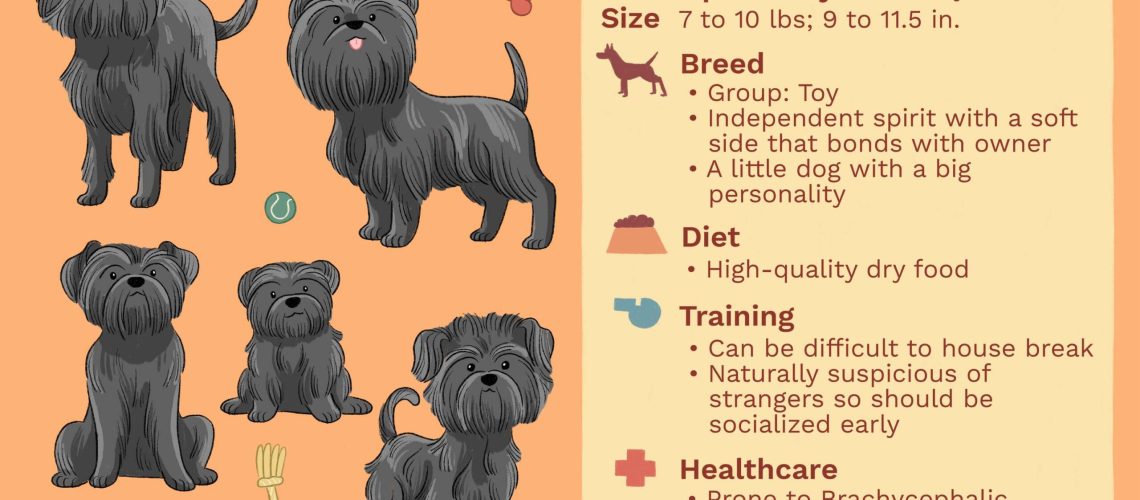 Affenpinscher: Dog Breed Characteristics & Care-WildCreaturey