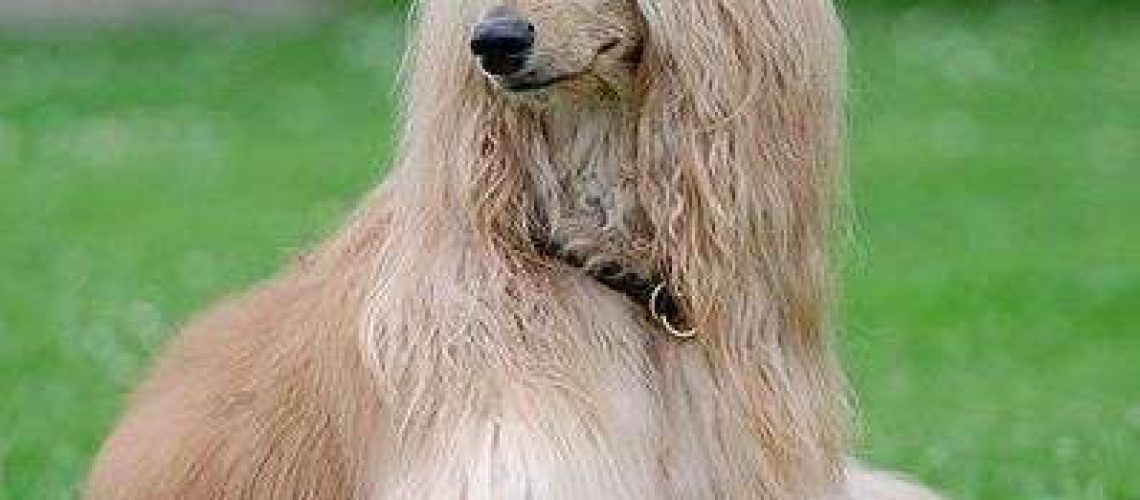 Afghan Hound: Dog Breed Characteristics & Care-WildCreaturey