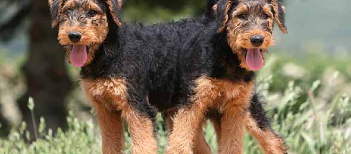 Airedale Terrier: Dog Breed Characteristics & Care-WildCreaturey