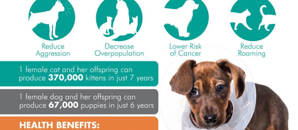 All About Spaying and Neutering a Puppy-WildCreaturey