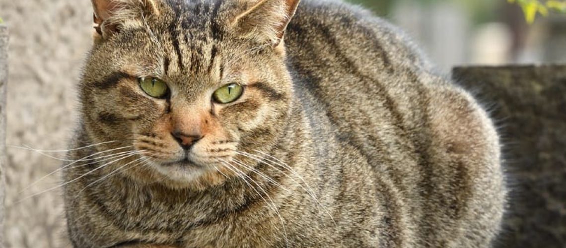 All About the Tabby Cat A Quick Breed Guide