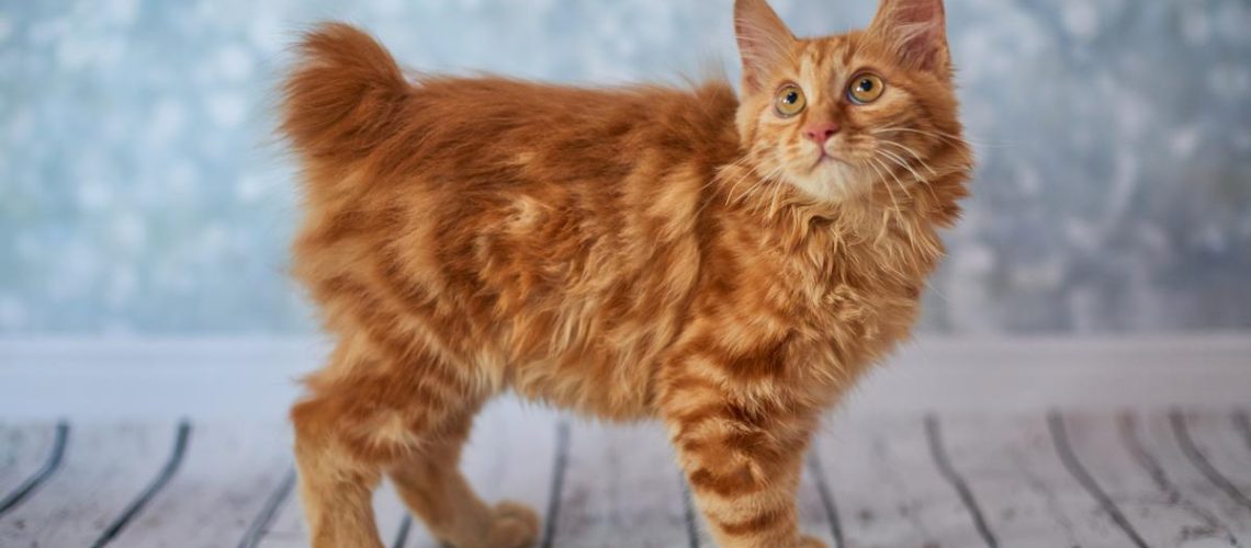 Tail Tales: American Bobtail Cat Insights