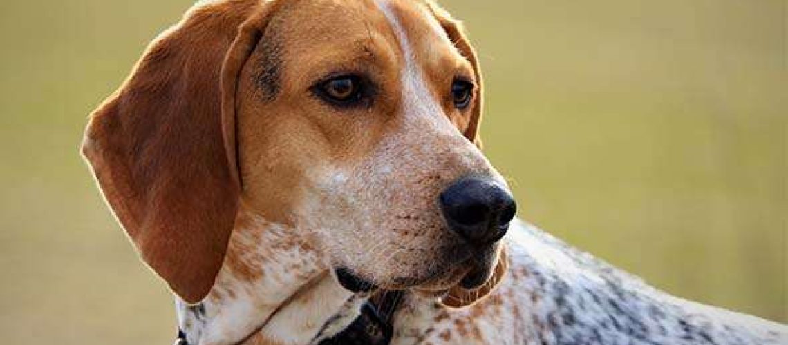 American English Coonhound: Dog Breed Characteristics & Care-WildCreaturey