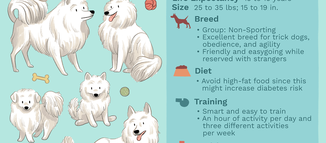 American Eskimo (Eskie): Dog Breed Characteristics & Care-WildCreaturey