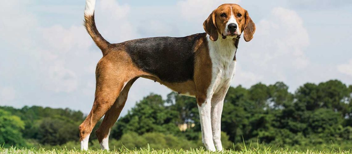 American Foxhound: Dog Breed Characteristics & Care-WildCreaturey