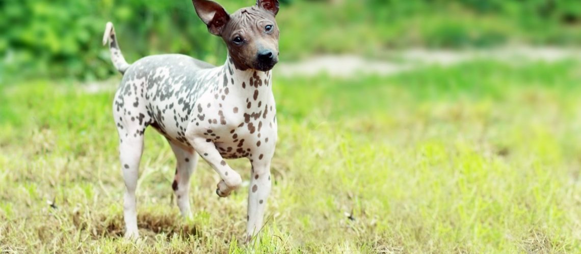 American Hairless Terrier: Dog Breed Characteristics & Care-WildCreaturey