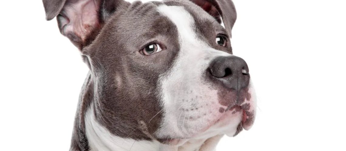 American Pit Bull Terrier: Dog Breed Characteristics & Care-WildCreaturey