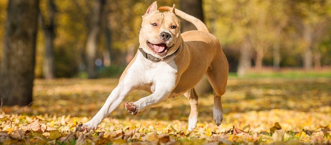 American Staffordshire Terrier: Dog Breed Characteristics & Care-WildCreaturey