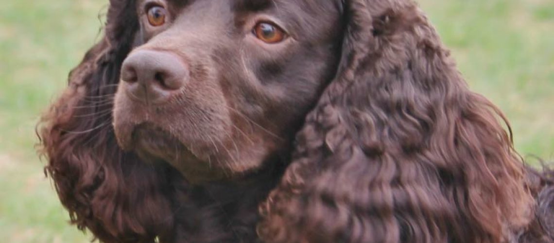 American Water Spaniel: Dog Breed Characteristics & Care-WildCreaturey