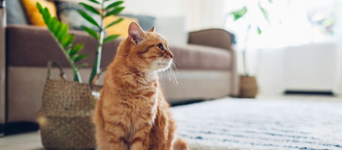 Anemia in Cats: Red Flags to Watch