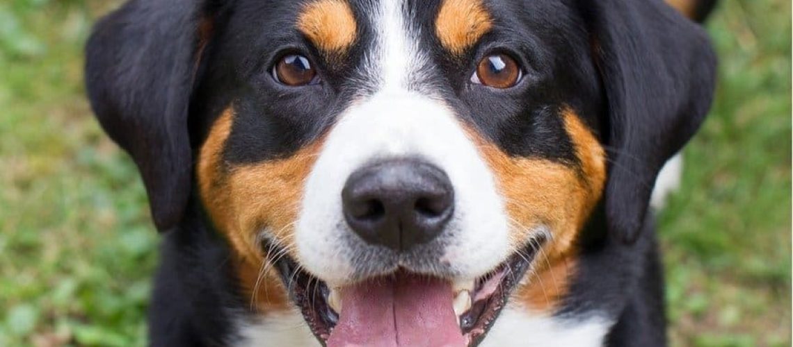 Appenzeller Sennenhund: Dog Breed Characteristics & Care-WildCreaturey