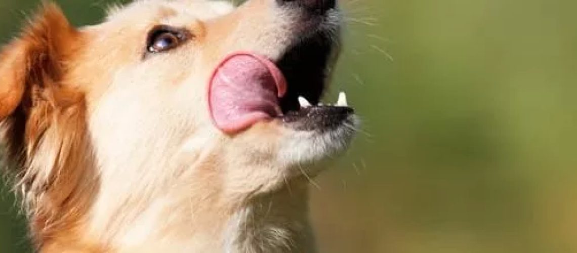 Are Dog Mouths Cleaner Than Human Mouths?-WildCreaturey