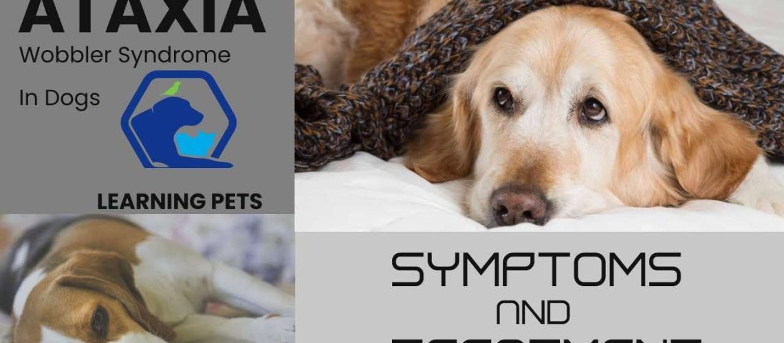 Ataxia in Dogs: Causes Symptoms Diagnosis Treatment & Prevention-WildCreaturey