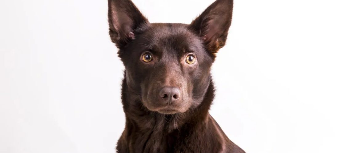 Australian Kelpie: Dog Breed Characteristics & Care-WildCreaturey