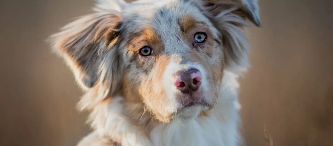 Australian Shepherd (Aussie): Dog Breed Characteristics & Care-WildCreaturey