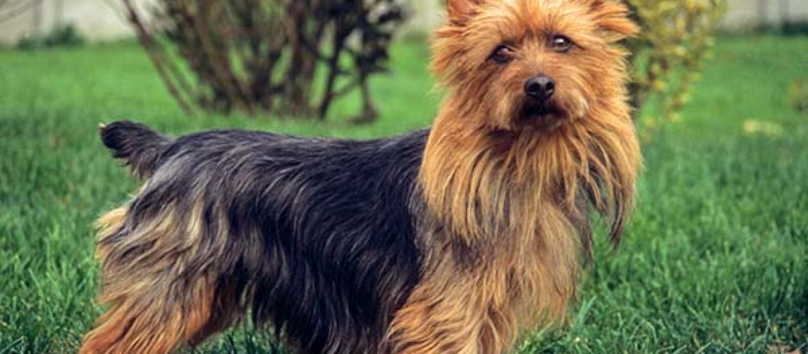 Australian Terrier: Dog Breed Characteristics & Care-WildCreaturey