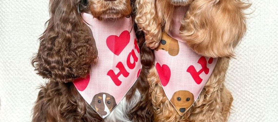 Awesome Ways to Celebrate Your Dog This Valentine's Day-WildCreaturey