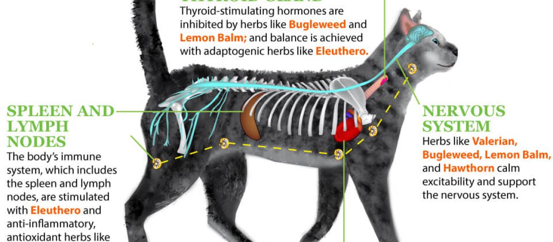 Balancing the Thyroid: Treating Hyperthyroidism in Cats