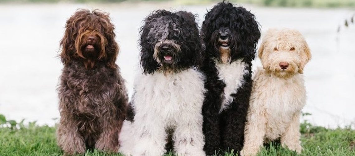 Barbet: Dog Breed Characteristics & Care-WildCreaturey