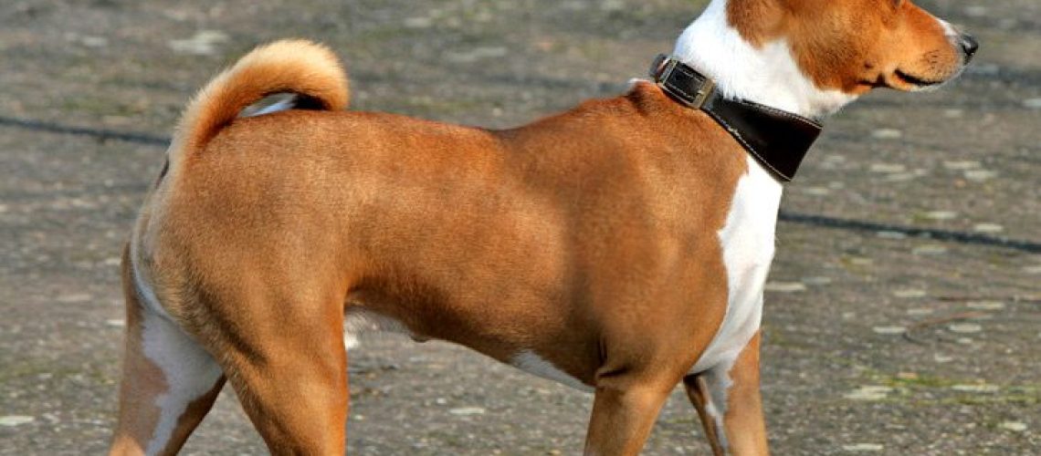 Basenji: Dog Breed Characteristics & Care-WildCreaturey