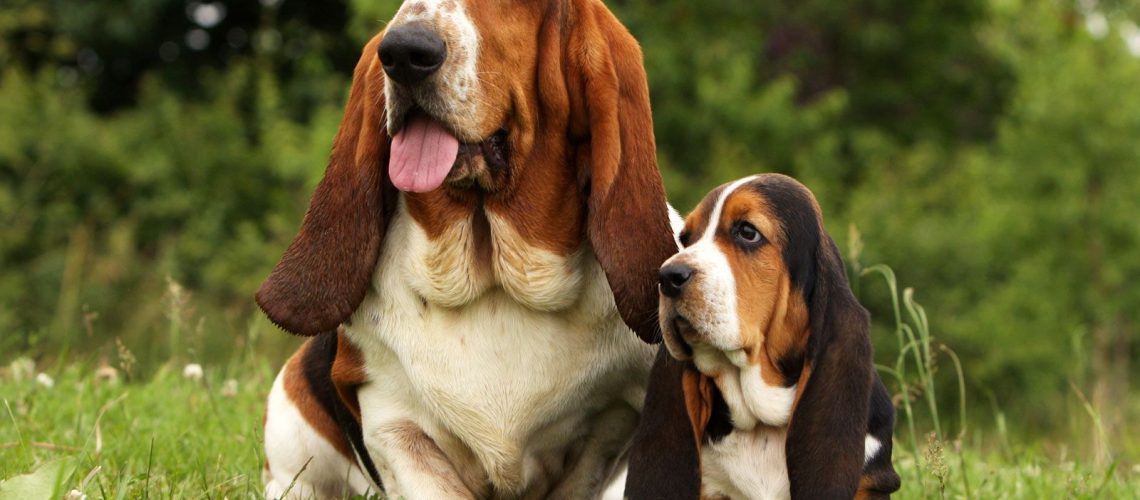 Basset Hound: Dog Breed Characteristics & Care-WildCreaturey