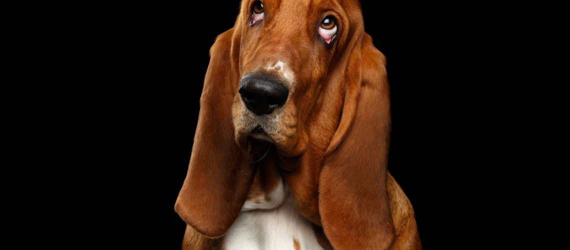 Basset Hound Names for Your Floppy-Eared Friend-WildCreaturey