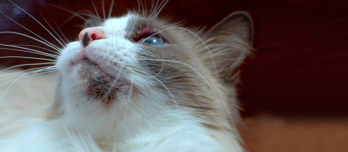 Battling Chin Acne in Cats