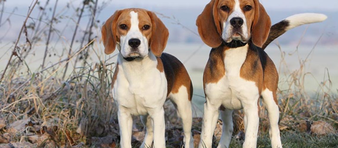 Beagle: Dog Breed Characteristics & Care-WildCreaturey