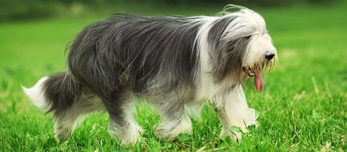 Bearded Collie: Dog Breed Characteristics & Care-WildCreaturey