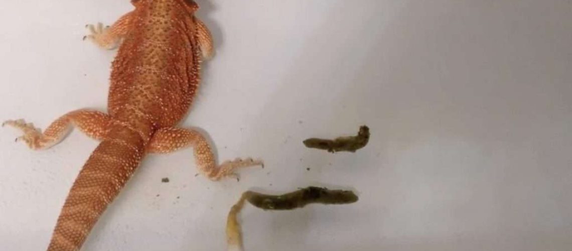 Bearded Dragon Poop