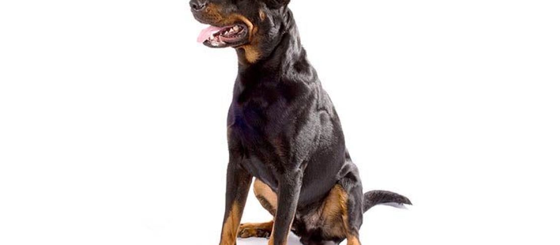 Beauceron: Dog Breed Characteristics & Care-WildCreaturey