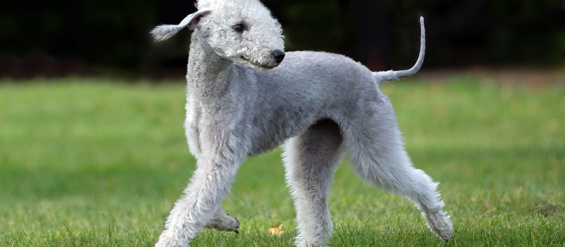 Bedlington Terrier: Dog Breed Characteristics & Care-WildCreaturey