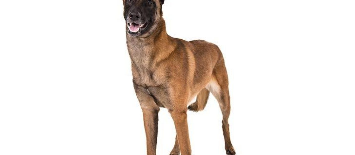 Belgian Malinois: Dog Breed Characteristics & Care-WildCreaturey