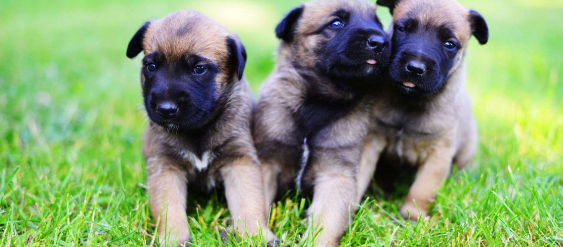 Belgian Malinois Puppies-WildCreaturey