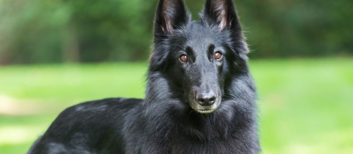 Belgian Sheepdog: Dog Breed Characteristics & Care-WildCreaturey