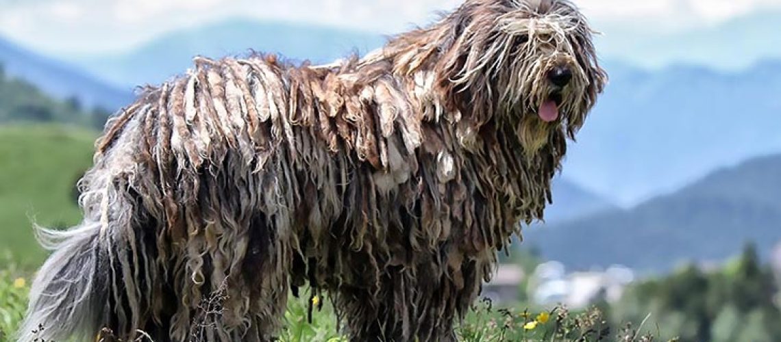 Bergamasco Sheepdog: Dog Breed Characteristics & Care-WildCreaturey