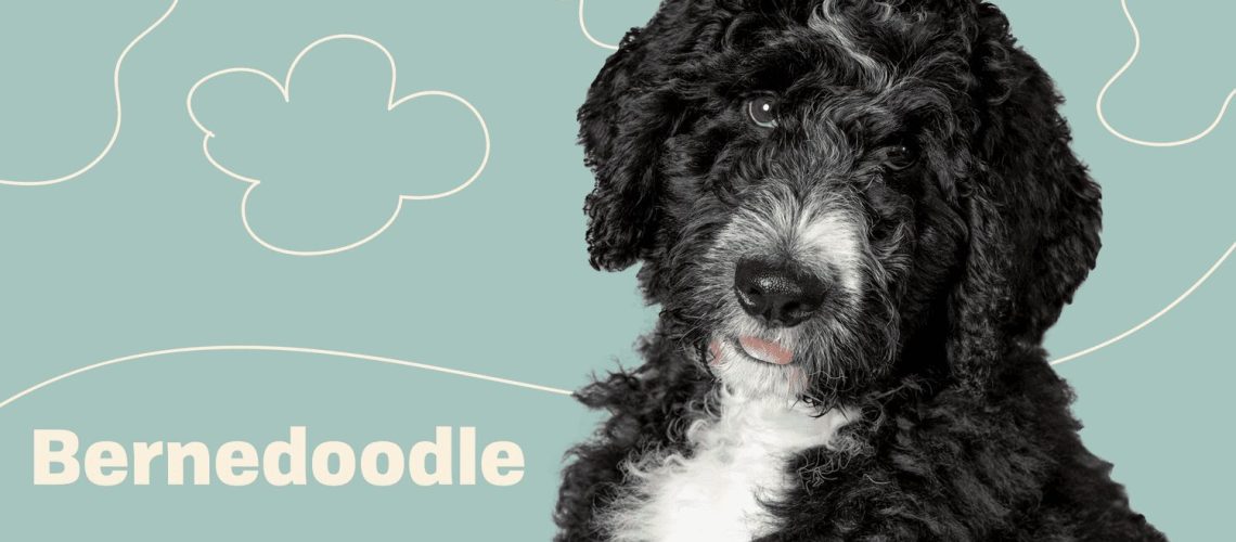 Bernedoodle: Full Profile