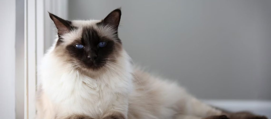 Best-Cat-Breeds-With-Mesmerizing-Blue-Eyes