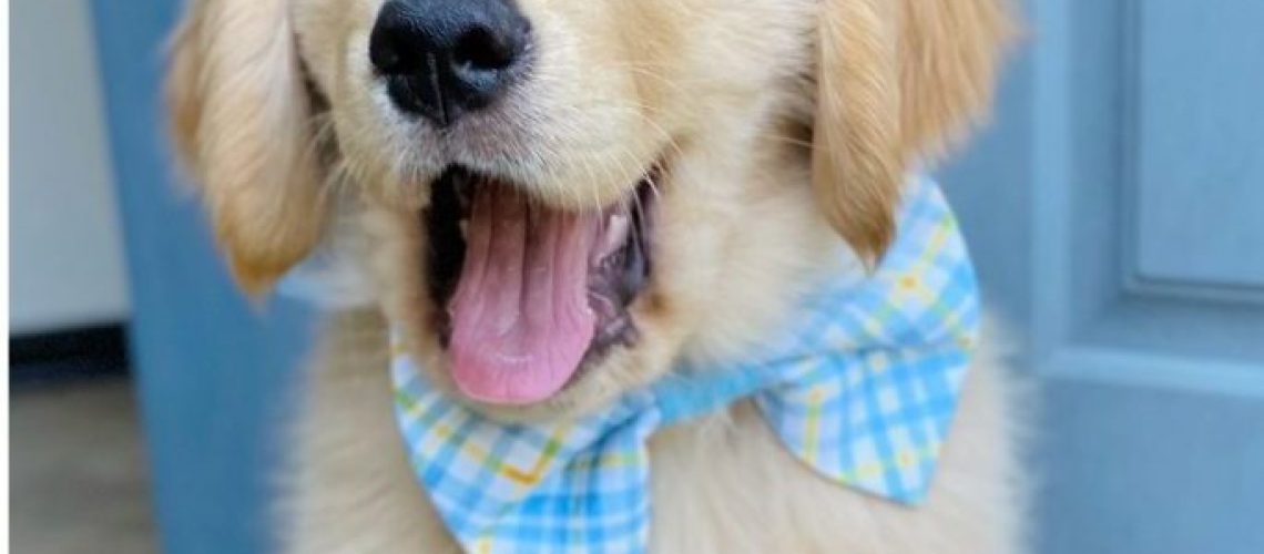 Best Names for Golden Retrievers-WildCreaturey