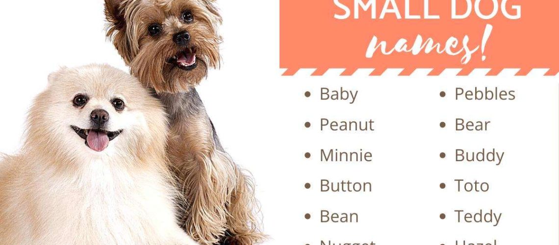 Best Names for Toy Dogs-WildCreaturey