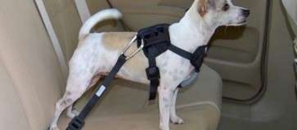 Best Way to Restrain a Dog in Your Car for Safety-WildCreaturey