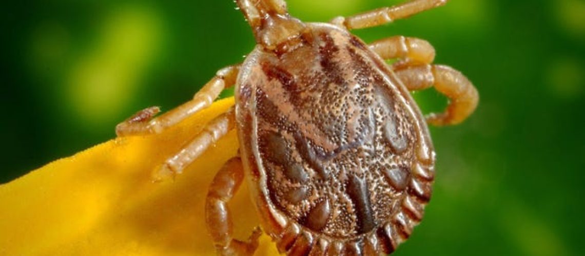 Beware of Ticks: The Silent Predators on Cats