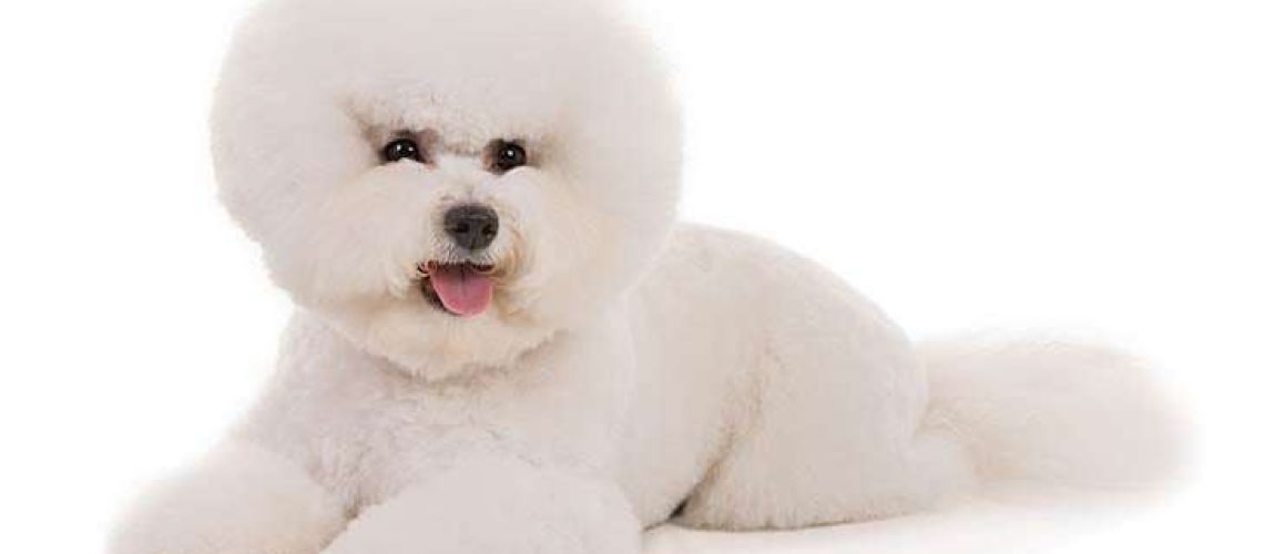 Bichon Frise: Dog Breed Characteristics & Care-WildCreaturey