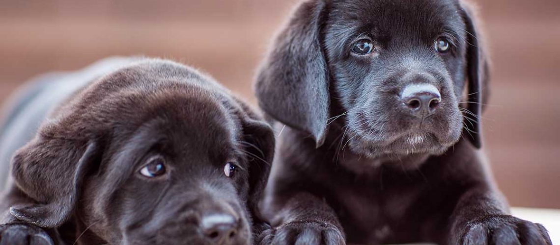 Black Lab Names-WildCreaturey