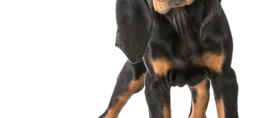 Black and Tan Coonhound: Dog Breed Characteristics & Care-WildCreaturey